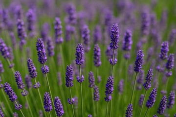 Fototapeta premium Lavandula intermedia blossoms and their characteristics