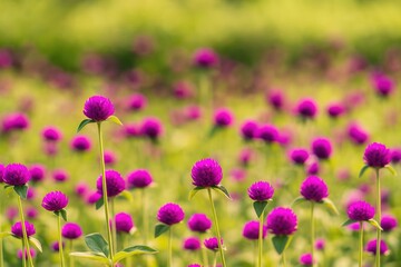 Fototapeta premium Summertime blooms of Globe amaranth in a park setting
