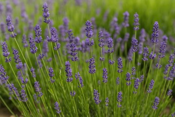 Naklejka premium Close-up of lavender blooms in a herb garden