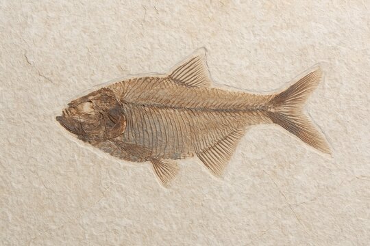 Ancient fish remains preserved in rock
