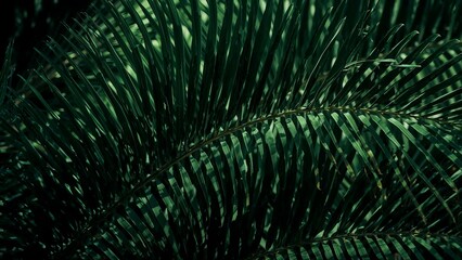 Fototapeta premium Close up of dark green palm fronds with detailed leaf structure and shadows in a natural setting