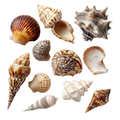 A Collection of Assorted Sea Shells with Realistic Texture on Transparent Background


