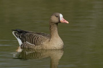 Obraz premium River scene featuring large white-fronted geese in motion