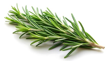 Fototapeta premium Fresh rosemary sprig isolated on white background