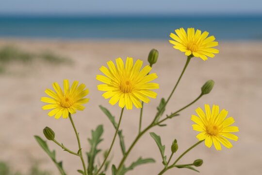 Close-up of False Sow-thistle blossoms, a plant from the daisy family found in the Mediterranean area, captured at a seaside location.