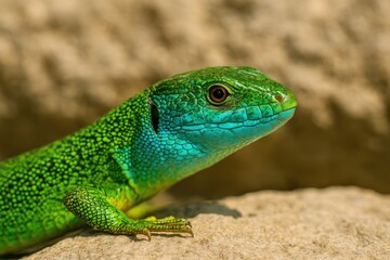 Fototapeta premium Lizard's head resting on a stone surface