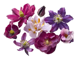 purple and white flowers