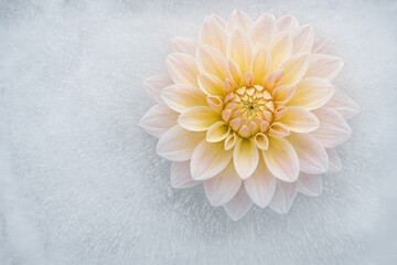 Ice-encased Blossoms: Stunning Frozen Flowers