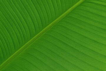 Background featuring a green leaf texture