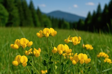 Obraz premium An overview of Lotus corniculatus, a flowering plant from the Fabaceae family found in temperate grasslands across Eurasia and North Africa, also known as bird's-foot trefoil or eggs and bacon.