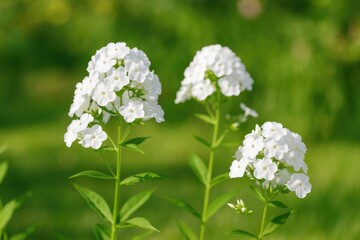 Vivid summer blooms of garden phlox (Phlox paniculata) on a sunny day with blooming branches and soft focus