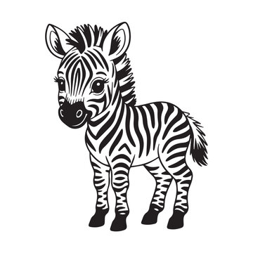 An adorable baby zebra standing, isolated on white background