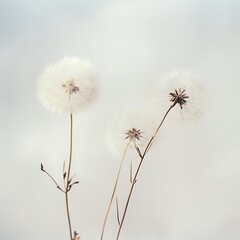 dandelion seed head