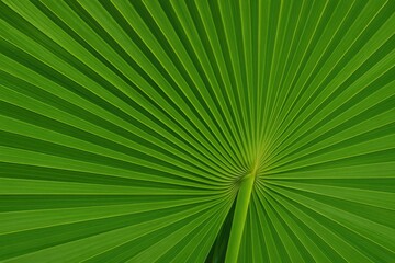 Obraz premium Vibrant tropical foliage featuring a lush palm leaf with stem