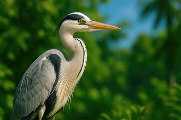 Fototapeta premium Elegant Grey Heron in its Natural Habitat