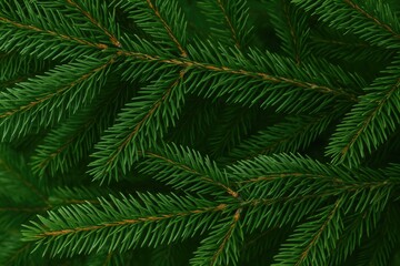 Evergreen foliage and needle clusters