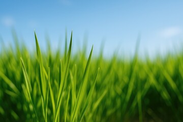 Detailed shot of lush green grass with a vibrant blue sky in the background, featuring selective focus and blurred foreground.