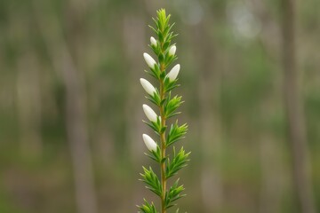Detailed view of a budding White Heath flower with vibrant green foliage and spiky leaves, set against a blurred natural backdrop