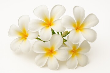 White background showcasing isolated Frangipani (plumeria) blossoms