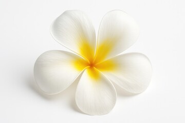 Fototapeta premium Frangipani flower displayed against a plain white backdrop