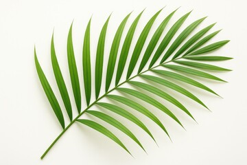 Obraz premium Summer background featuring a green palm leaf isolated on white