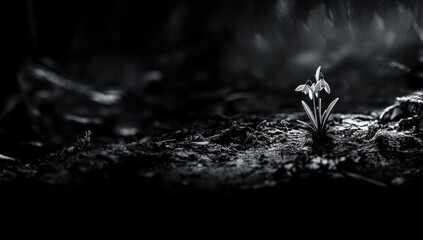 Solitary Snowdrop in Monochrome: A Whisper of Spring's Arrival