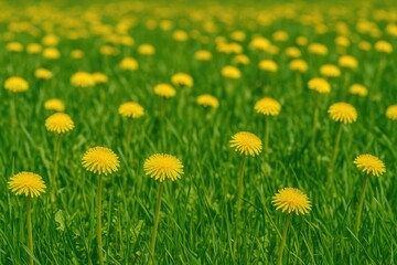 Field of vibrant yellow dandelions amidst lush green grass
