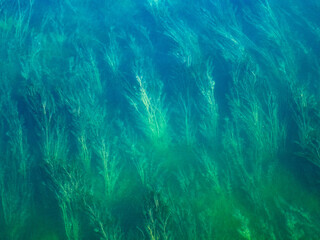 Algae in the river, Zurich
