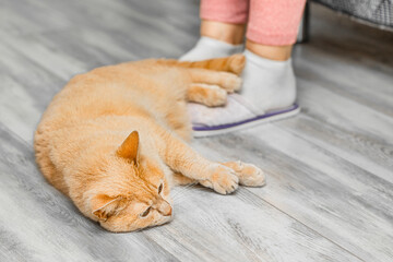 ginger cat lies near owner's feet, close-up. cat lies near a person. close relationship between a person and a cat