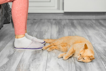 ginger cat lies near owner's feet, close-up. cat lies near a person. loyal cat