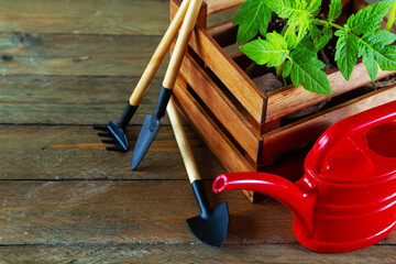 Tomato seedlings in a wooden box, garden tools and a red watering can. Wooden background.
