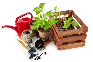 Tomato seedlings in peat pots in wooden box, red watering can and garden tools.