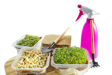  Sprouted seeds of different microgreens, sprayer and garden tools isolated on white background.