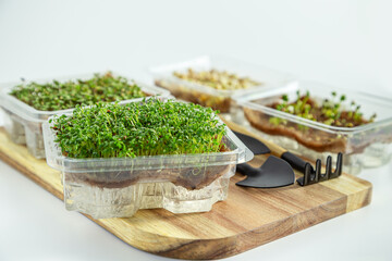 Sprouted pea, lettuce, mustard, radish seeds and garden tools on a wooden board.