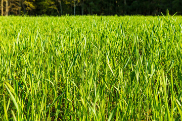 Green grass texture. Nature wallpaper. Copy space.