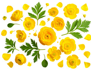 Flat Lay Buttercup Flower Composition with Petals and Leaves, isolated on a transparent background.