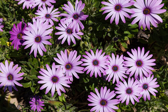 Beautifully vibrant African Daisy flowers (osteospermum) on full display in the sun. Dimorphotheca ecklonis, also known as Cape marguerite.