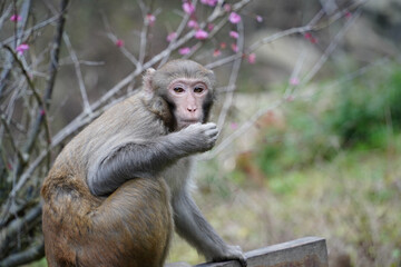 Wild Monkey in Zhangjiajie National Park, China