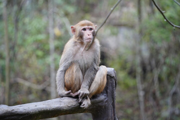 Wild Monkey in Zhangjiajie National Park, China