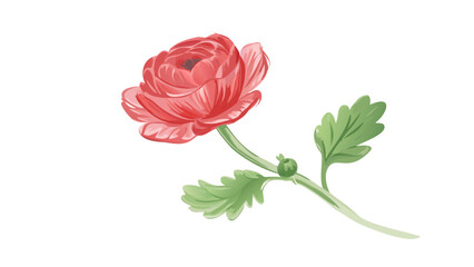 ranunculus-flower-in-digital-painting- (1)