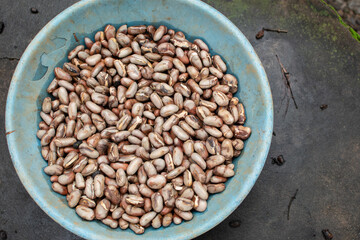  A blue bowl filled with freshly collected jackfruit seeds, showcasing their natural brown and white hues. The seeds are ready for drying, roasting, or cooking.
