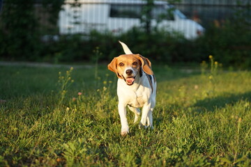Beagle dog sitting on the grass, golden hour sunset light, running towards camera
