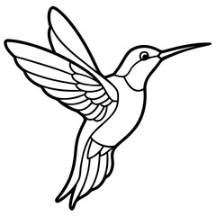 Obraz premium Xantus Hummingbird Minimalist Line Illustration
