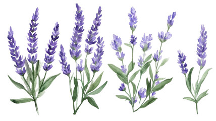 Obraz premium Bunch of lavender with delicate blue flowers aromatic herbal bouquet natural floral arrangement isolated on white background