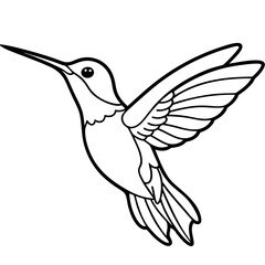 Xantus Hummingbird Minimalist Line Illustration