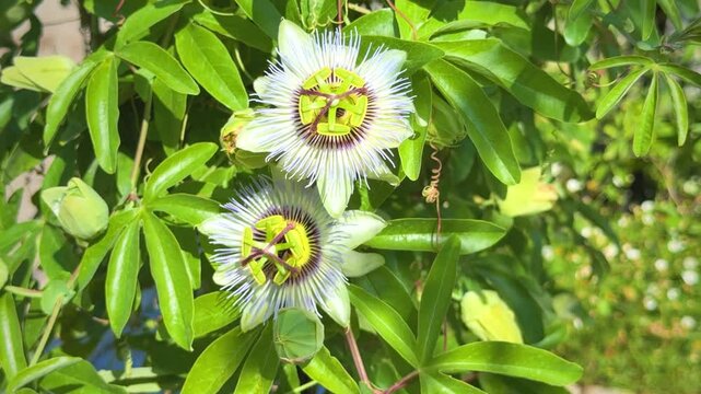 Bumblebee gathering pollen on blooming passionflower surrounded by green leaves in summer garden	