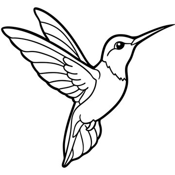 Xantus Hummingbird Minimalist Line Illustration