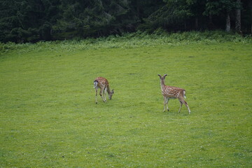 The fallow deer (Dama dama), known to hunters as the fallow deer, is a medium-sized stag. Males are characterized by their shovel-like antlers and their often spotted summer coat. Styria Austria.