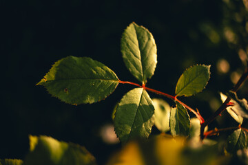 autumn leaves on the tree