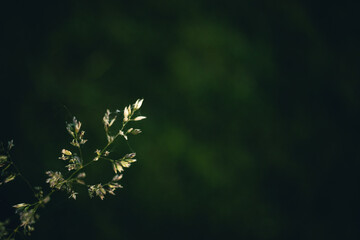 close up of green leaves
